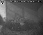 Capi_Dubne_20250717_231003.jpg