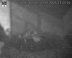 Capi_Dubne_20250717_232502.jpg