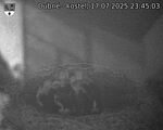 Capi_Dubne_20250717_234503.jpg