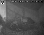 Capi_Dubne_20250718_000502.jpg