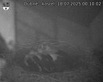 Capi_Dubne_20250718_001002.jpg