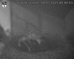 Capi_Dubne_20250718_004003.jpg