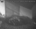 Capi_Dubne_20250718_004502.jpg