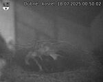 Capi_Dubne_20250718_005002.jpg