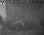 Capi_Dubne_20250718_010503.jpg