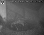Capi_Dubne_20250718_012502.jpg