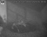 Capi_Dubne_20250718_013002.jpg