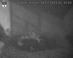 Capi_Dubne_20250718_013503.jpg