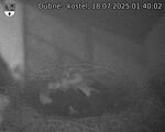 Capi_Dubne_20250718_014002.jpg
