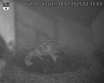 Capi_Dubne_20250718_021503.jpg