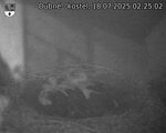 Capi_Dubne_20250718_022502.jpg