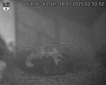 Capi_Dubne_20250718_025002.jpg