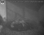 Capi_Dubne_20250718_031003.jpg