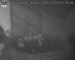 Capi_Dubne_20250718_035002.jpg
