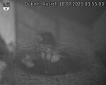 Capi_Dubne_20250718_035503.jpg