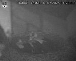 Capi_Dubne_20250718_042003.jpg