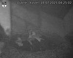 Capi_Dubne_20250718_042502.jpg