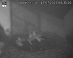 Capi_Dubne_20250718_043502.jpg