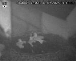 Capi_Dubne_20250718_044003.jpg