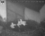Capi_Dubne_20250718_045002.jpg