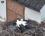 Capi_Dubne_20250718_052504.jpg