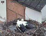 Capi_Dubne_20250718_053002.jpg