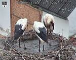 Capi_Dubne_20250718_060003.jpg