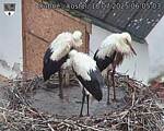 Capi_Dubne_20250718_060503.jpg