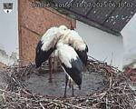Capi_Dubne_20250718_061002.jpg