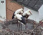 Capi_Dubne_20250718_061504.jpg