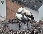 Capi_Dubne_20250718_062003.jpg