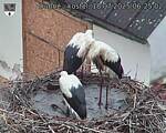 Capi_Dubne_20250718_062502.jpg