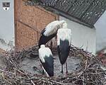 Capi_Dubne_20250718_063503.jpg
