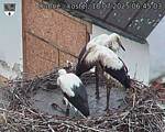 Capi_Dubne_20250718_064503.jpg