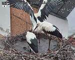 Capi_Dubne_20250718_065002.jpg