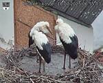 Capi_Dubne_20250718_065503.jpg