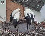 Capi_Dubne_20250718_070003.jpg