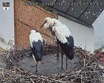Capi_Dubne_20250718_070503.jpg