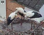 Capi_Dubne_20250718_071503.jpg