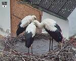 Capi_Dubne_20250718_072503.jpg
