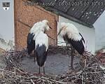 Capi_Dubne_20250718_073003.jpg