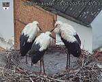 Capi_Dubne_20250718_074503.jpg