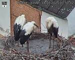 Capi_Dubne_20250718_075002.jpg