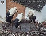 Capi_Dubne_20250718_075503.jpg