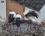 Capi_Dubne_20250718_080502.jpg