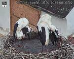 Capi_Dubne_20250718_083502.jpg