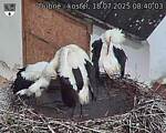 Capi_Dubne_20250718_084003.jpg