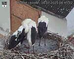 Capi_Dubne_20250718_084502.jpg