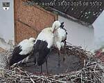 Capi_Dubne_20250718_085502.jpg