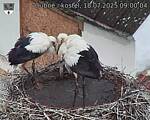 Capi_Dubne_20250718_090004.jpg